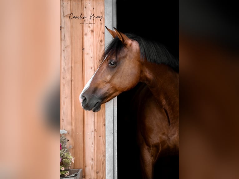 Franse draver Ruin 13 Jaar 167 cm Bruin in Gladbeck