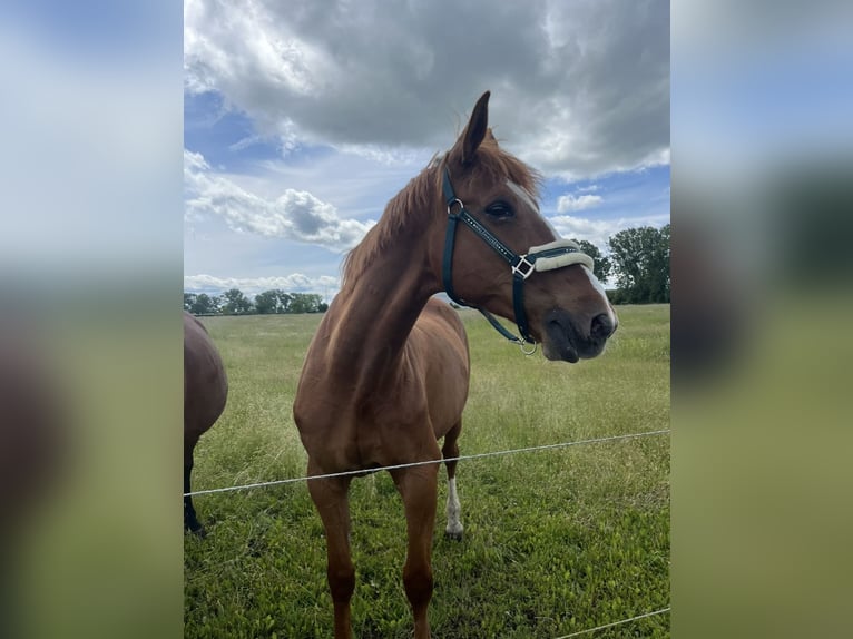 Franse draver Ruin 13 Jaar 170 cm Vos in Oschersleben