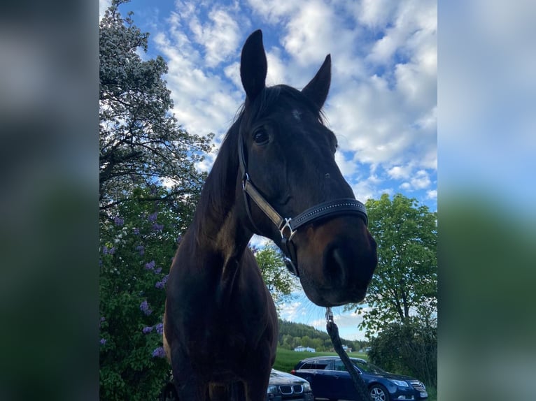 Franse draver Ruin 14 Jaar 166 cm Bruin in Furth im Wald