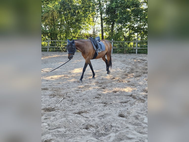 Franse draver Ruin 15 Jaar 163 cm Bruin in Mitwitz