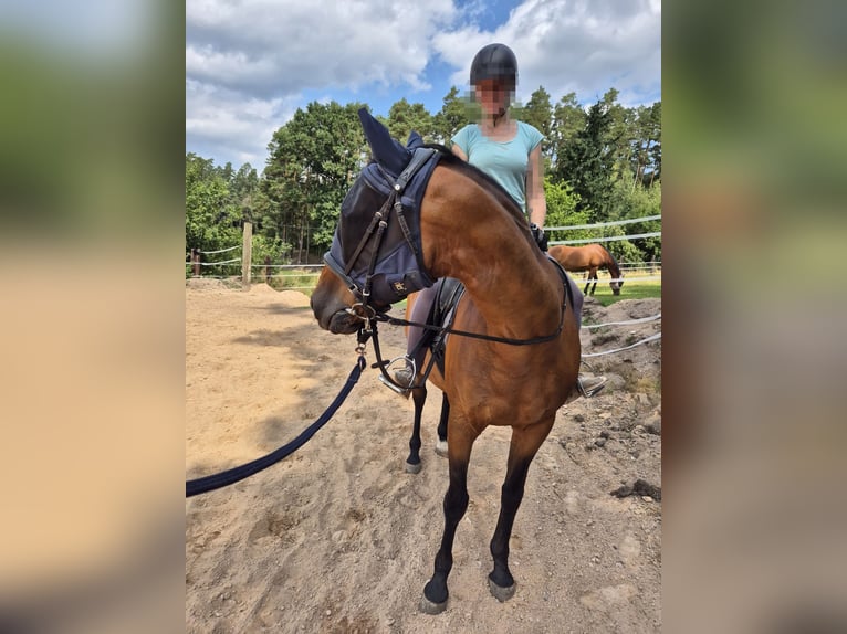 Franse draver Ruin 15 Jaar 163 cm Bruin in Mitwitz