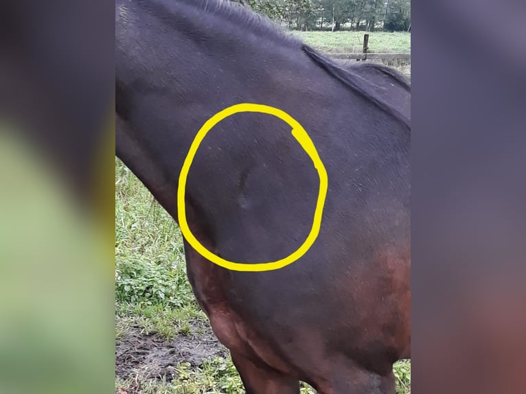 Franse draver Ruin 17 Jaar 160 cm Donkerbruin in Echt