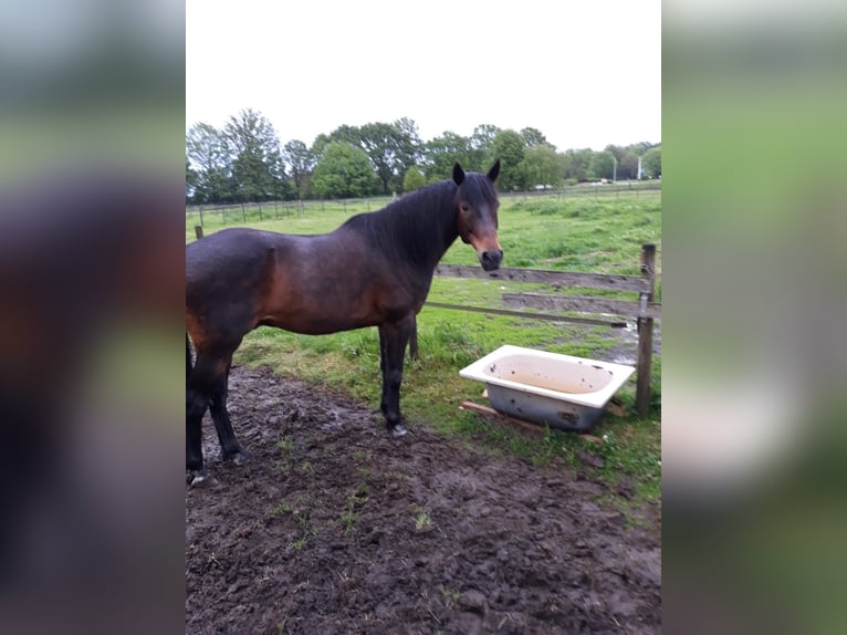 Franse draver Ruin 17 Jaar 160 cm Donkerbruin in Echt