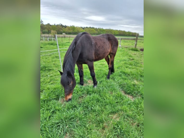 Franse draver Ruin 17 Jaar 160 cm Donkerbruin in Echt