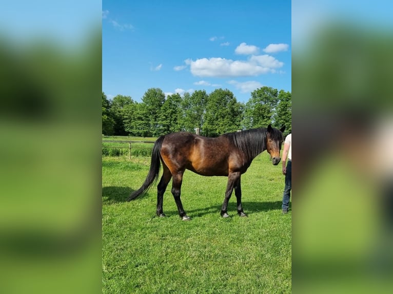 Franse draver Ruin 17 Jaar 160 cm Donkerbruin in Echt