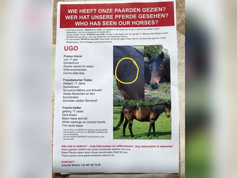 Franse draver Ruin 17 Jaar 160 cm Donkerbruin in Echt