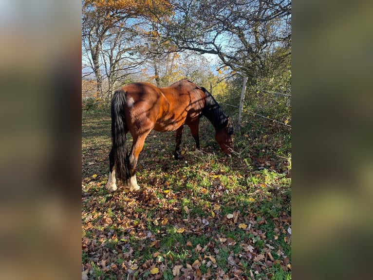 Franse draver Ruin 19 Jaar 162 cm Bruin in Clermont-Ferrand