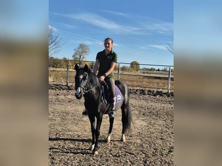 Franse draver Ruin 3 Jaar 160 cm Bruin in Mezőtur