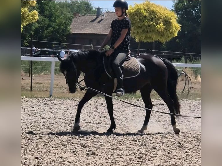 Franse draver Ruin 3 Jaar 160 cm Bruin in Mezőtur