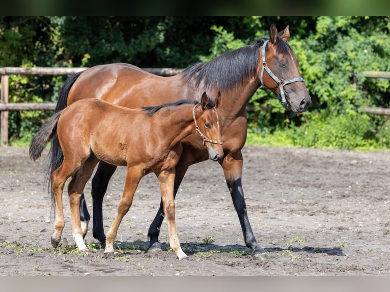 Franse draver Ruin 4 Jaar 163 cm Donkerbruin in Tolkamer