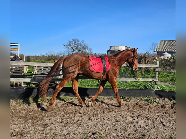 Franse draver Ruin 4 Jaar 165 cm Vos in Saint-Ciers-d'Abzac