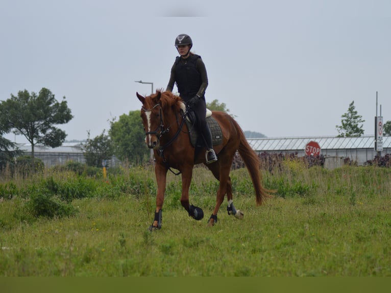 Franse draver Ruin 4 Jaar 167 cm Roodvos in Hoek van Holland