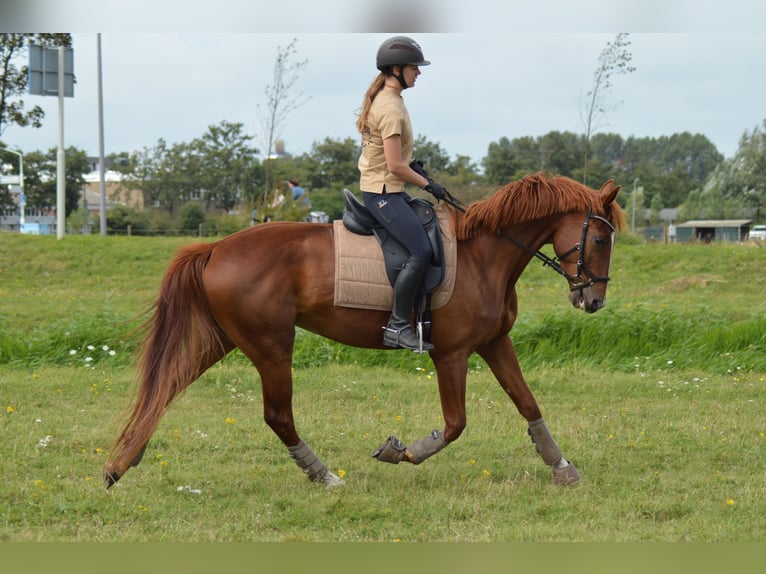 Franse draver Ruin 4 Jaar 167 cm Roodvos in Hoek van Holland