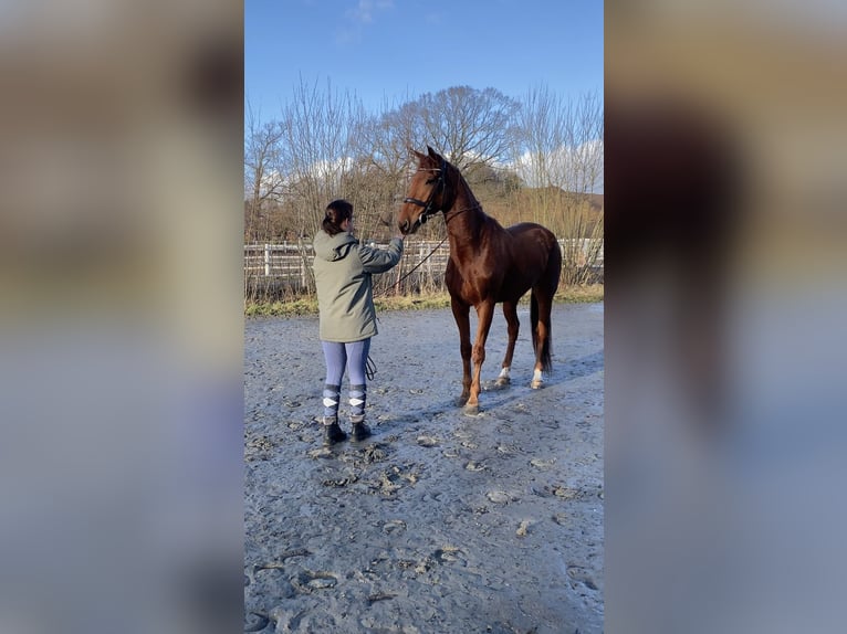 Franse draver Ruin 4 Jaar 170 cm Vos in Latendorf