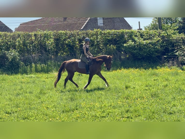Franse draver Ruin 4 Jaar 173 cm Vos in Capelle Sur Ecaillon