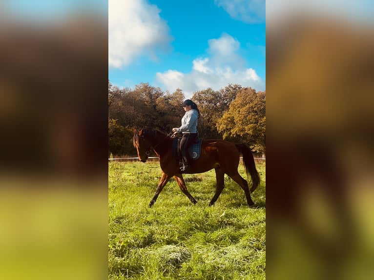 Franse draver Ruin 5 Jaar 160 cm Bruin in Le fenouiller