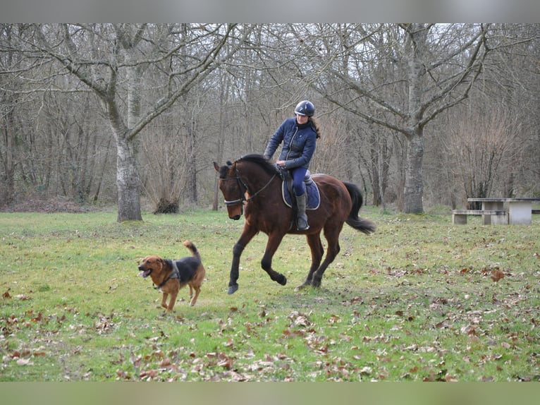 Franse draver Ruin 5 Jaar 164 cm Bruin in Orléans