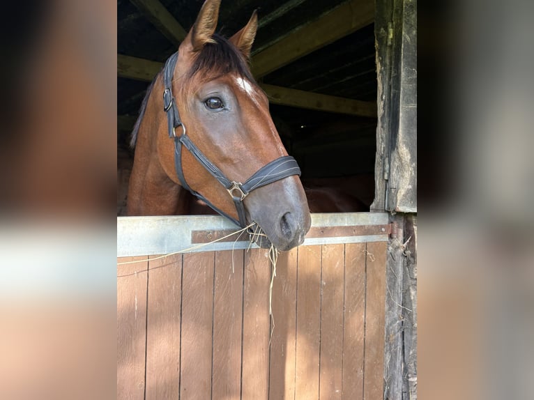 Franse draver Ruin 5 Jaar 165 cm Bruin in Bavent