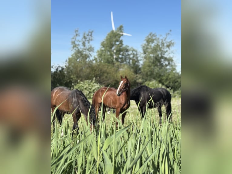 Franse draver Ruin 5 Jaar 167 cm Vos in Hoek van Holland