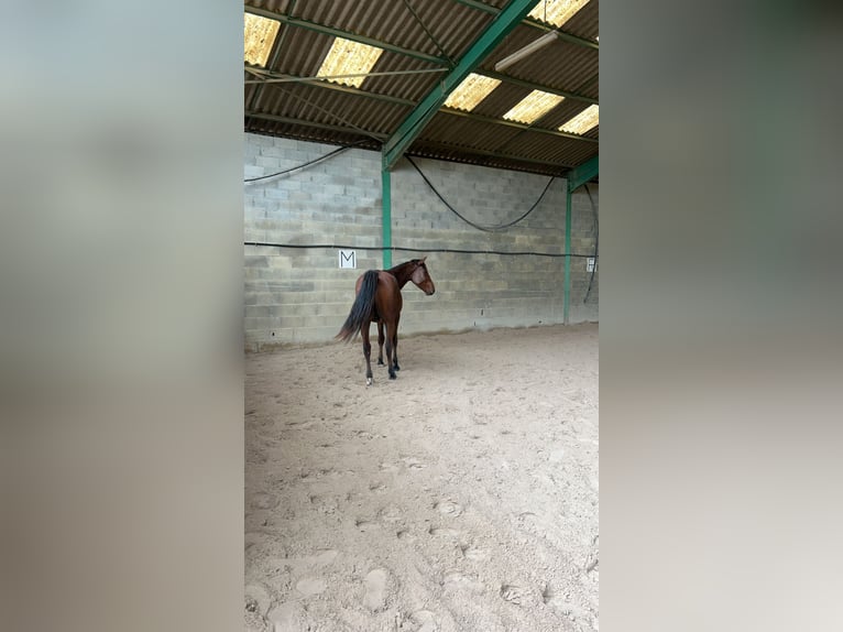 Franse draver Ruin 5 Jaar 172 cm Bruin in Meylan