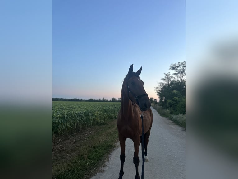 Franse draver Ruin 5 Jaar 172 cm Bruin in Meylan