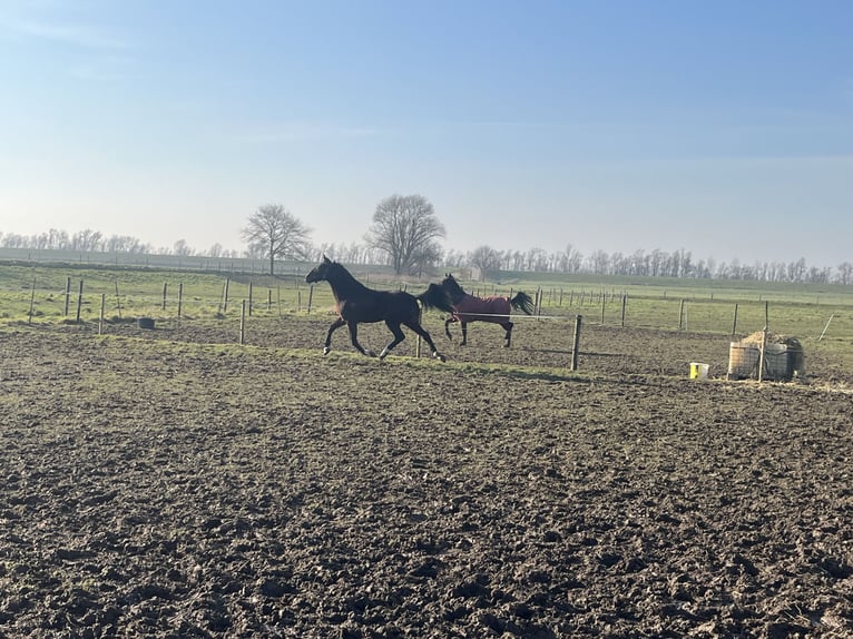 Franse draver Ruin 5 Jaar 176 cm Donkerbruin in Tolkamer