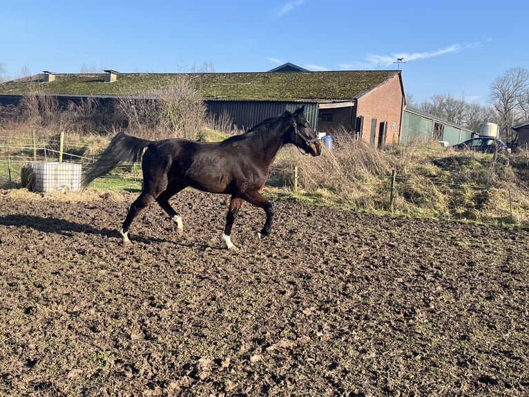 Franse draver Ruin 5 Jaar 176 cm Donkerbruin in Tolkamer