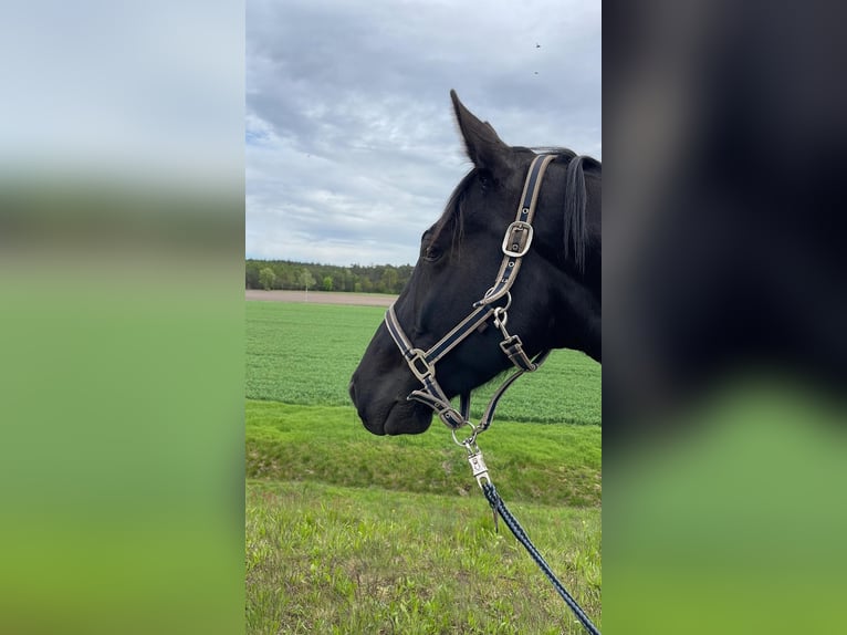 Franse draver Ruin 7 Jaar 163 cm Zwart in Wahrenholz