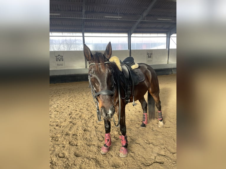 Franse draver Ruin 8 Jaar 160 cm Zwartbruin in Bad Homburg vor der Höhe