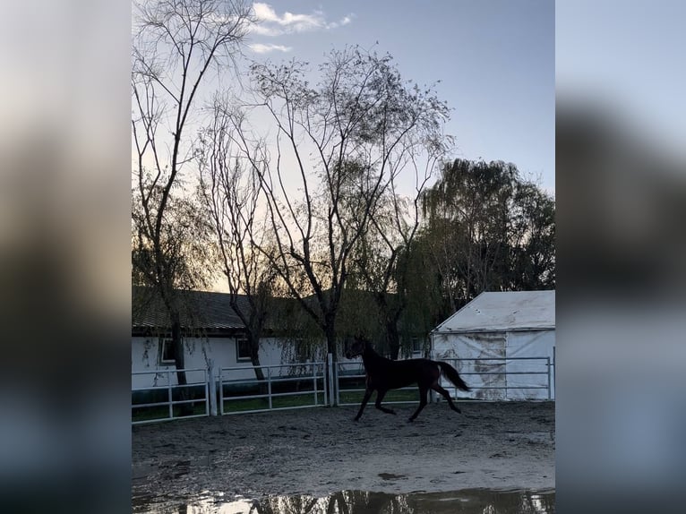 Franse draver Ruin 8 Jaar 167 cm Roodbruin in Berceni