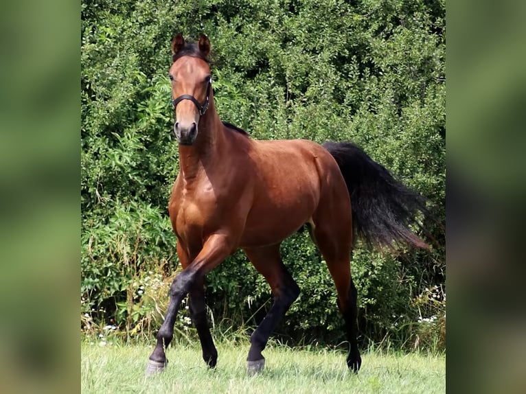 Franse draver Ruin 8 Jaar 167 cm Roodbruin in Berceni