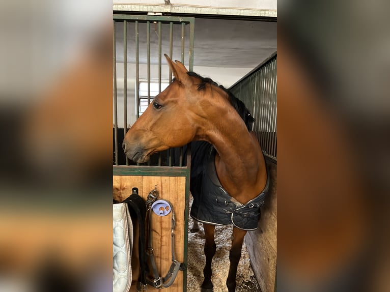 Franse draver Ruin 8 Jaar 168 cm Bruin in Odelzhausen