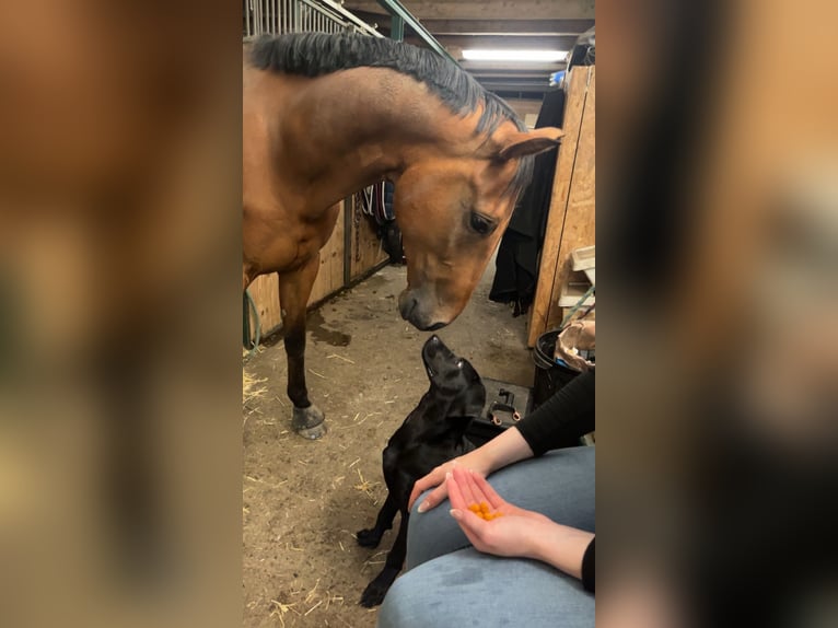 Franse draver Ruin 8 Jaar 168 cm Bruin in Odelzhausen