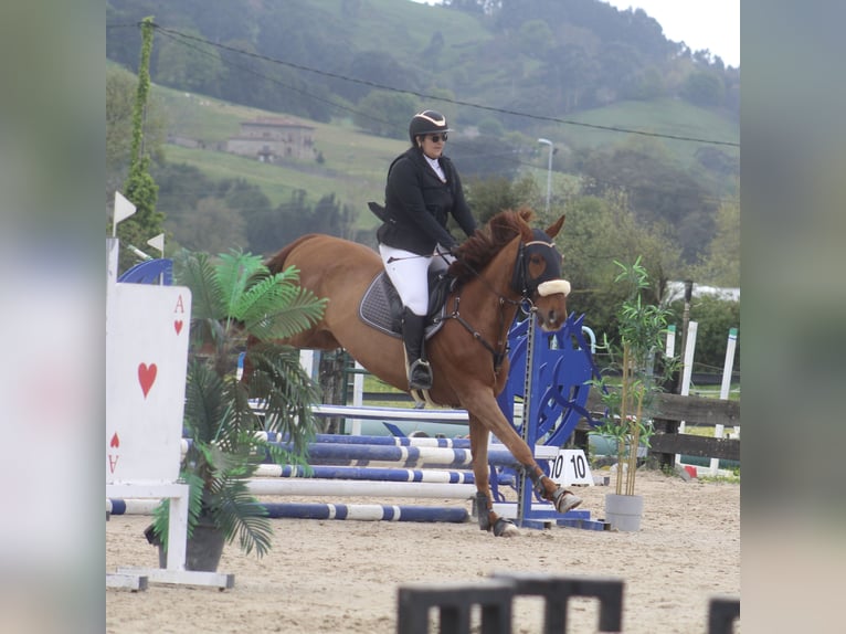 Franse draver Ruin 8 Jaar 172 cm Vos in Santander