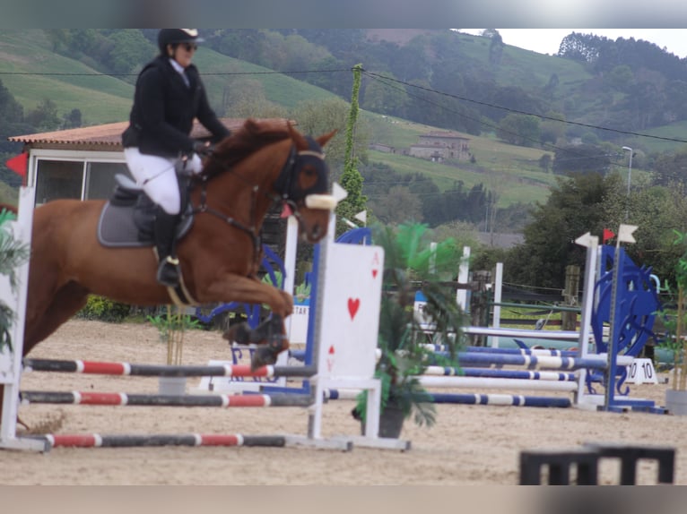 Franse draver Ruin 8 Jaar 172 cm Vos in Santander