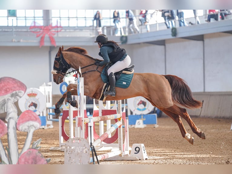 Franse draver Ruin 8 Jaar 172 cm Vos in Santander