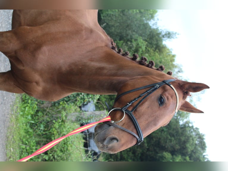 Franse draver Ruin 8 Jaar 172 cm Vos in Santander