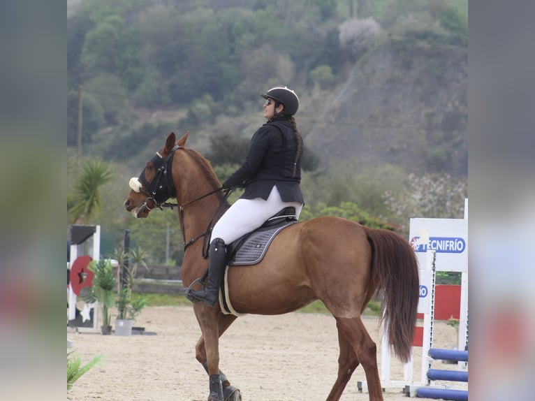 Franse draver Ruin 8 Jaar 172 cm Vos in Santander