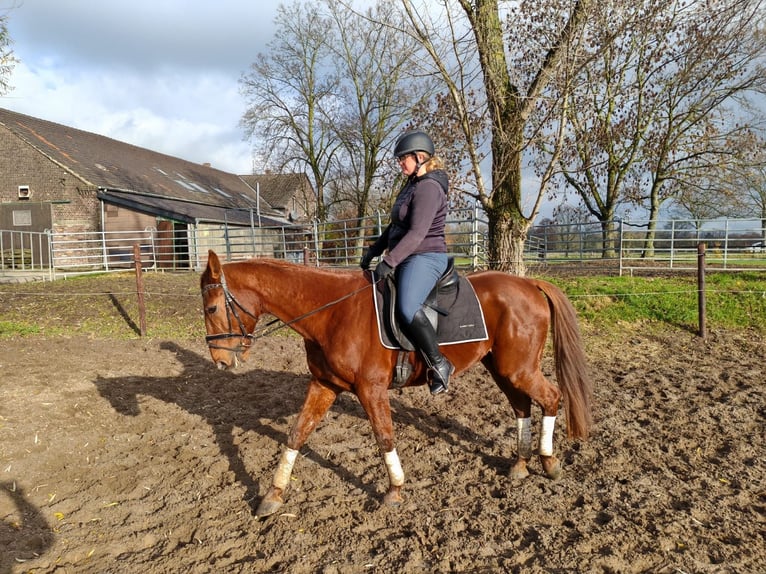 Franse draver Ruin 9 Jaar 158 cm Vos in Moers