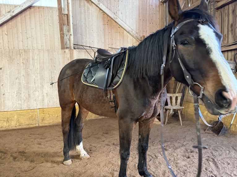 Franse draver Ruin 9 Jaar 162 cm Bruin in Landsberg am Lech