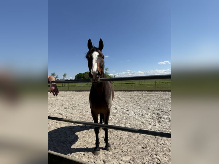 Franse draver Ruin 9 Jaar 162 cm Bruin in Landsberg am Lech