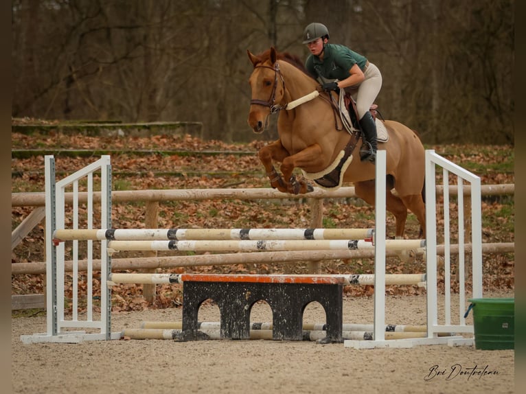 Franse draver Ruin 9 Jaar 167 cm Vos in Fontainebleau