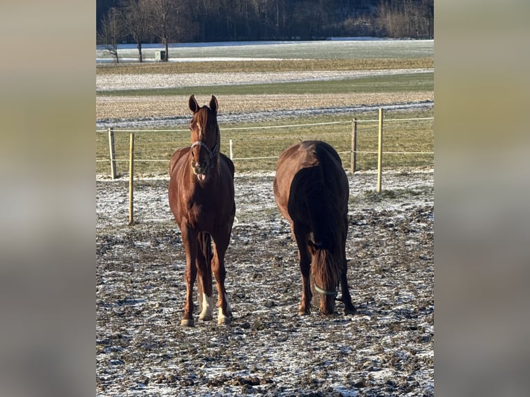 Franse draver Ruin 9 Jaar 168 cm Vos in Bruckmühl