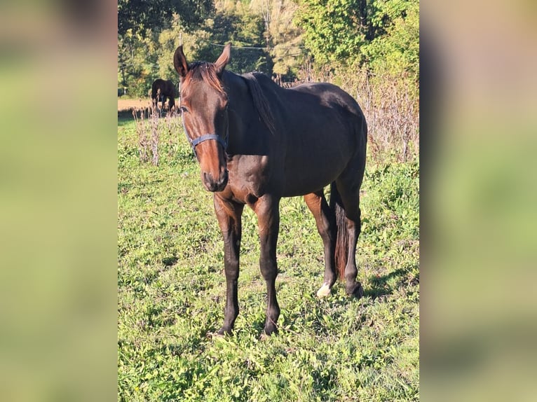 Franse draver Ruin 9 Jaar 170 cm Zwartbruin in L&#xE9;dat