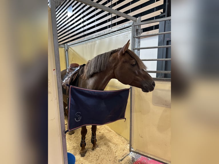 Franse rijpaarden Hengst 11 Jaar 147 cm Donkere-vos in Gex