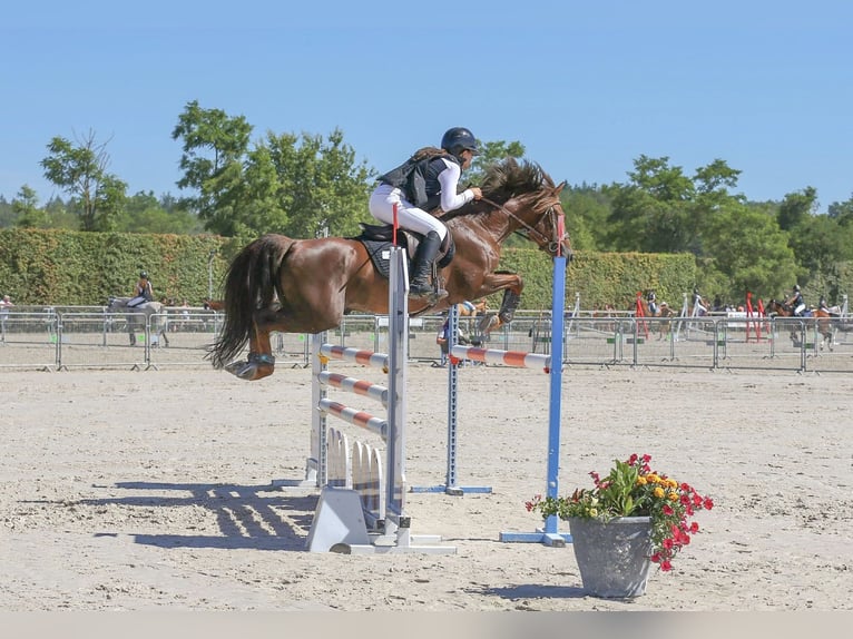 Franse rijpaarden Hengst 11 Jaar 147 cm Donkere-vos in Gex