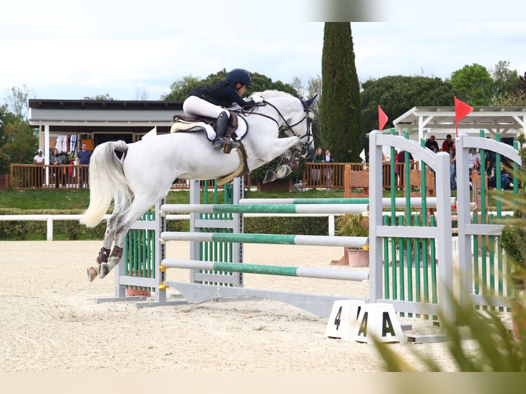 Franse rijpaarden Hengst 11 Jaar 149 cm Schimmel in milano