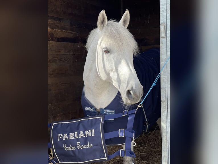 Franse rijpaarden Hengst 11 Jaar 149 cm Schimmel in milano