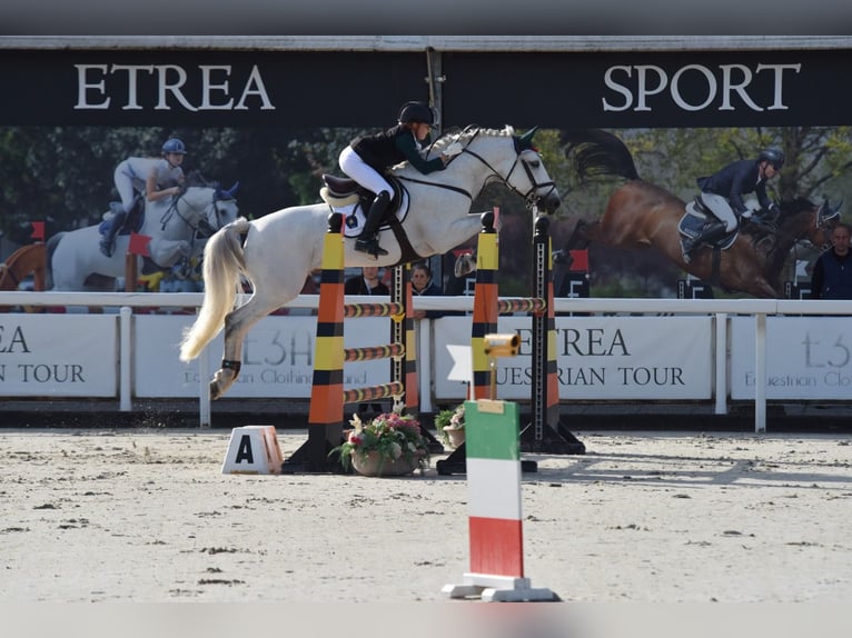 Franse rijpaarden Hengst 11 Jaar 149 cm Schimmel in milano