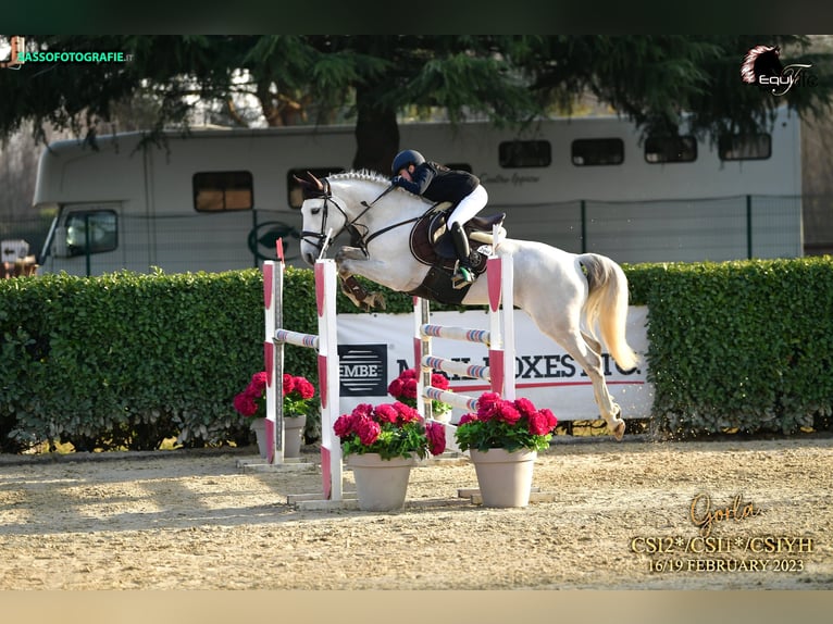 Franse rijpaarden Hengst 11 Jaar 149 cm Schimmel in milano